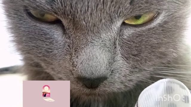 Смешные позы Муси и котят