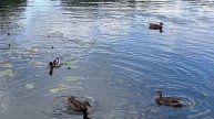 Утки в парке Малиновка: прогулка и кормление
