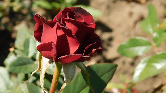 22==09==2025 ПВН КМР (259)