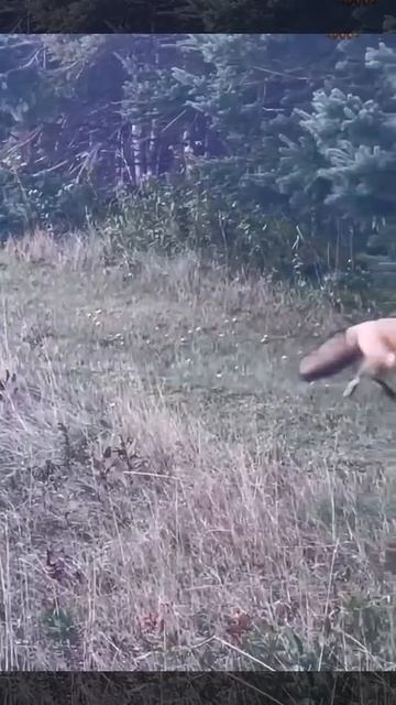 Ох, что лиса натворила! 😃👍🦊