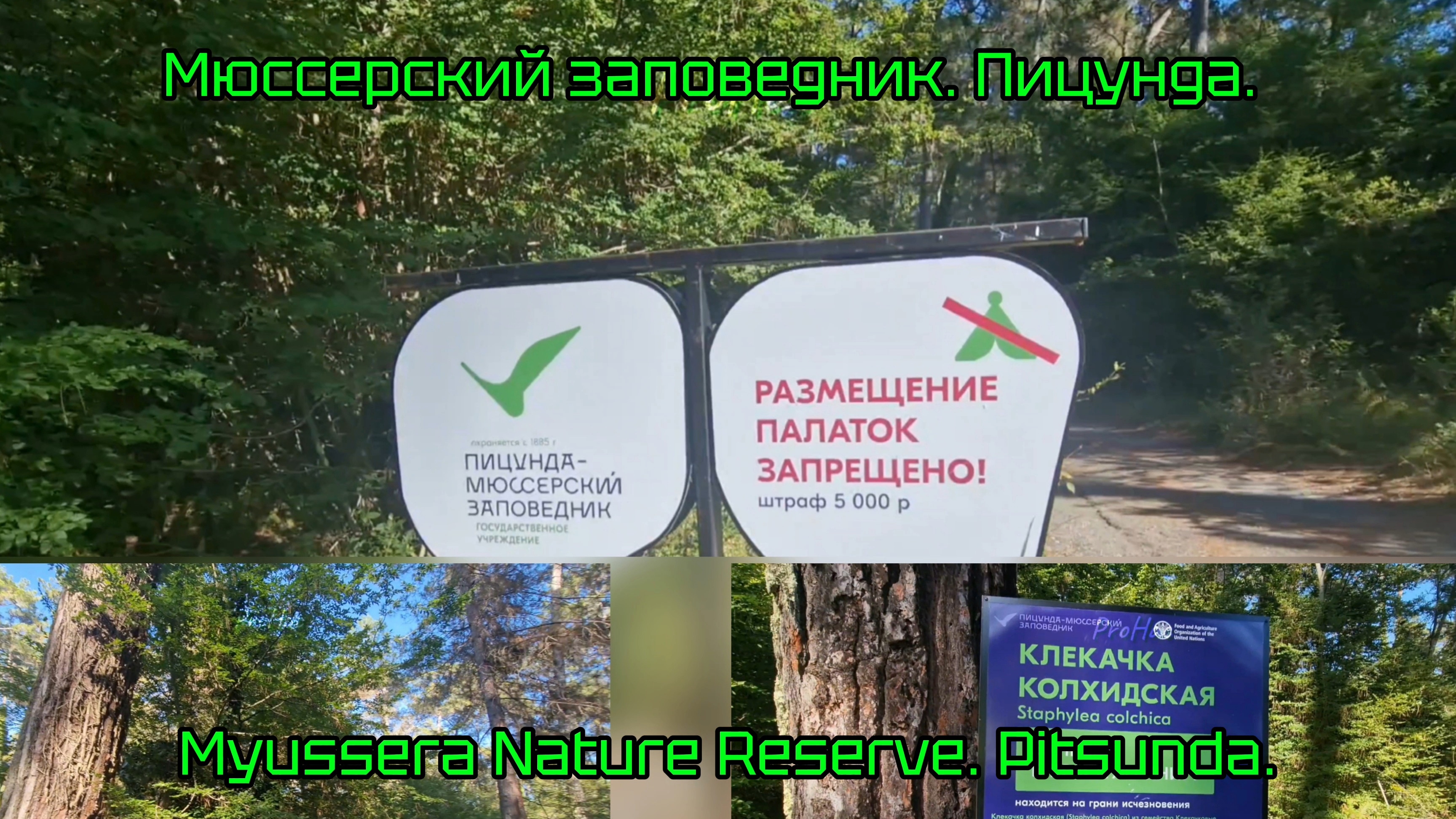 Влог.   Гуляем: Мюссерский заповедник. Пицунда.Myussera Nature Reserve. Pitsunda.