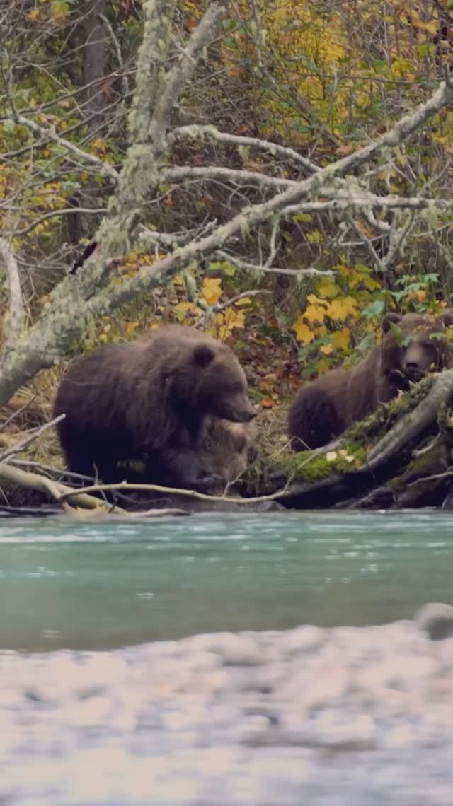 Осень. Медица с медвежатами. Дикая природа.