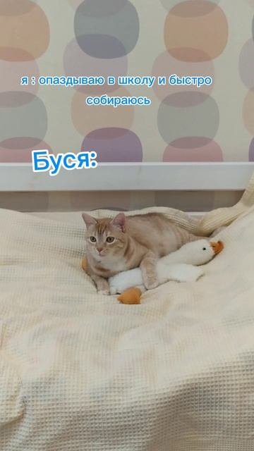 буся