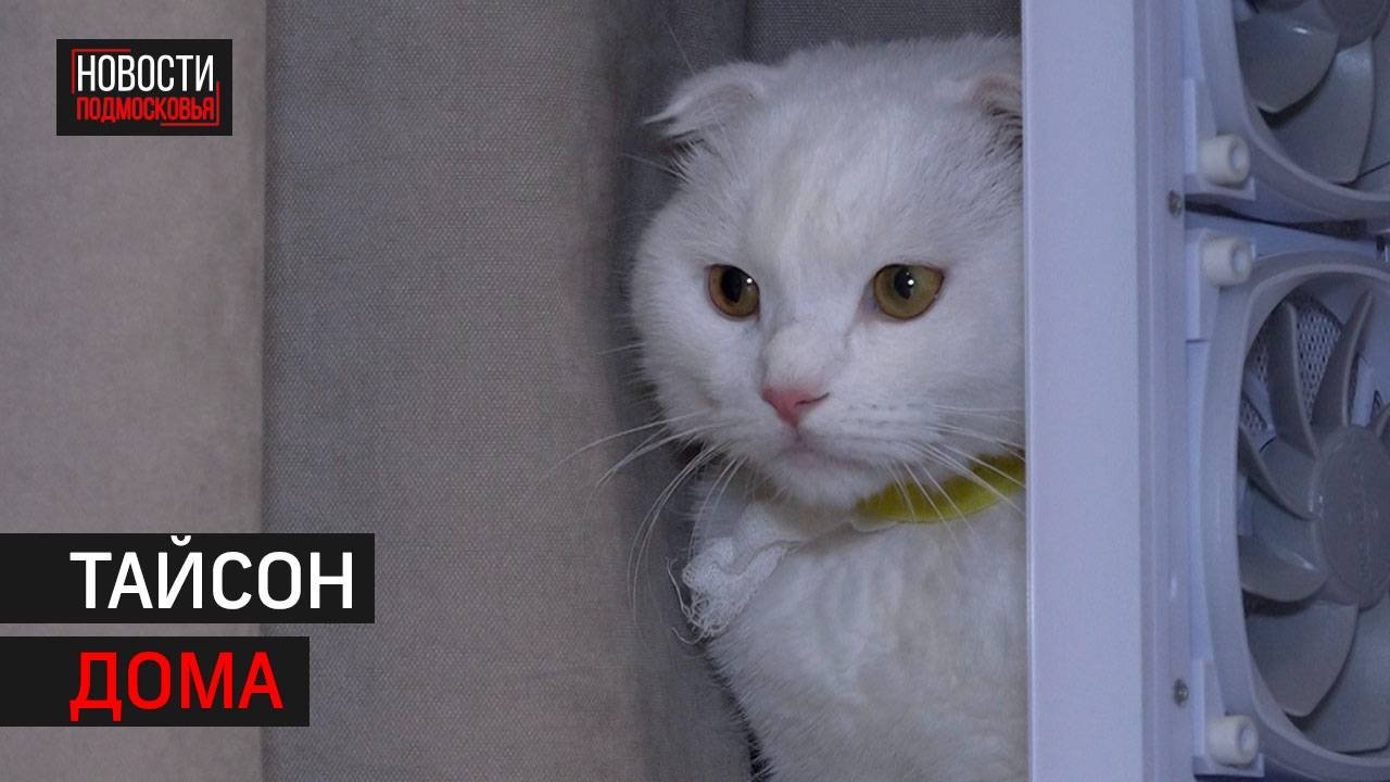 Кота, которого вышвырнули из окна в Одинцове, выходили врачи // 360 Одинцово