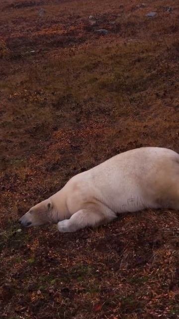 Вечерний променад белых медведей 