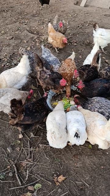 На хозяйстве 🤠 куры 🐔 петухи🐓 гуси 🪿