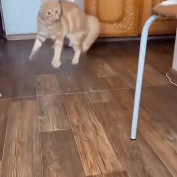 Когда хозяйка не накрасилась