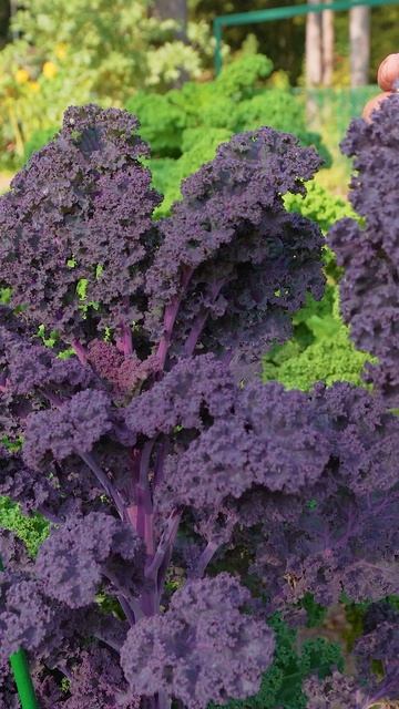 Шикарная листовая капуста ИЗУМРУД и РУБИН 🥬