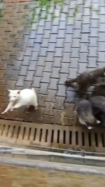 Подборка енотиков