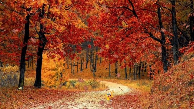 ФУТАЖ - ЗОЛОТАЯ  ОСЕНЬ