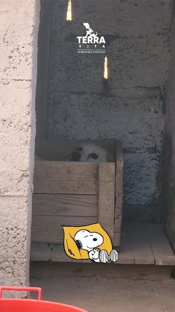 Ника