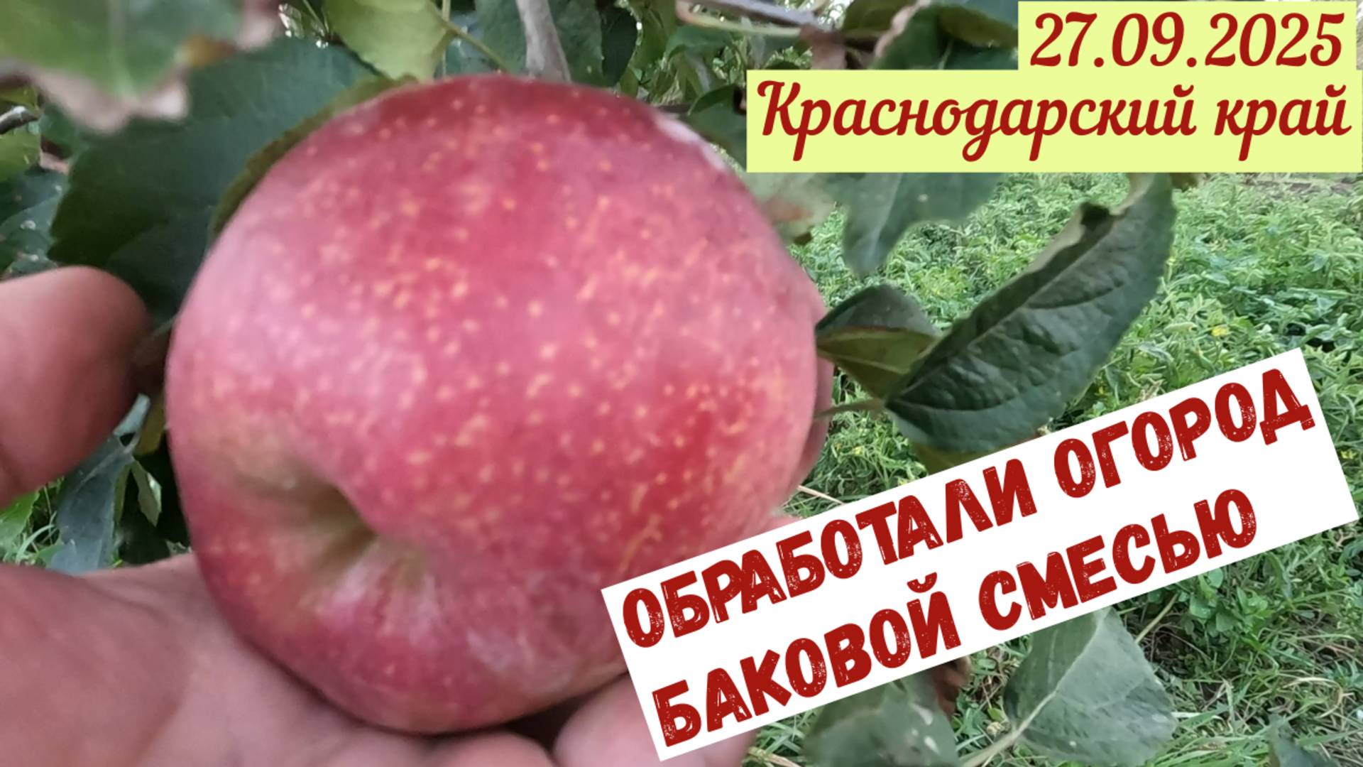 Обработали огород баковой смесью. Прогулка по саду27.09.2025