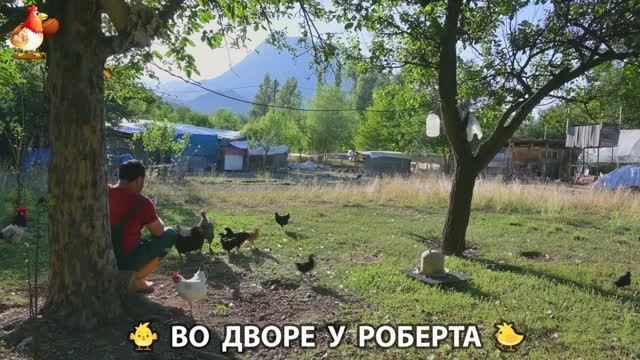 Содержание кур в домашних условиях и других птиц во дворе у Роберта  276