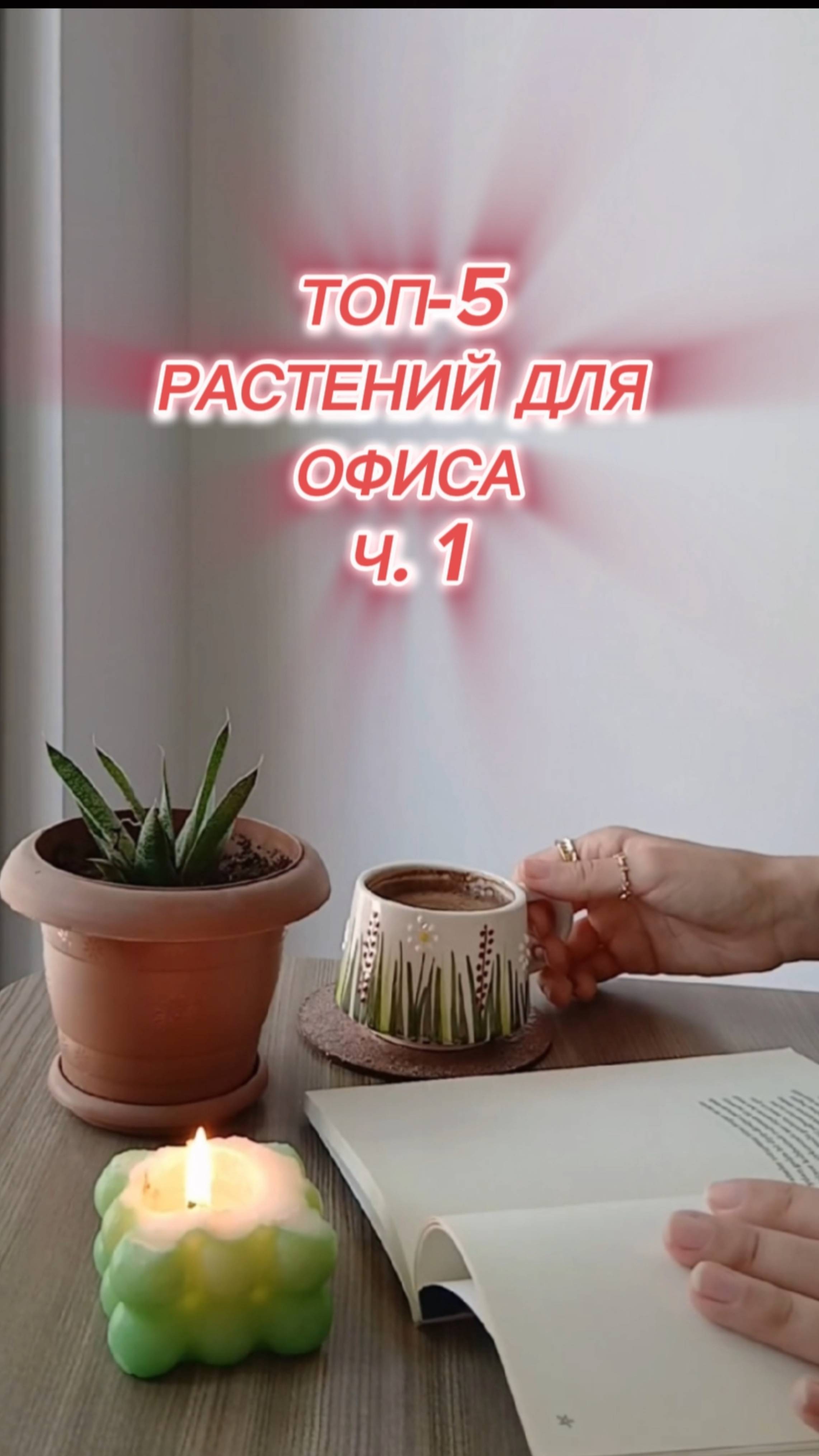 💼 Растения для офиса, которые выживут даже под люминесцентным светом и редкими взглядами коллег
