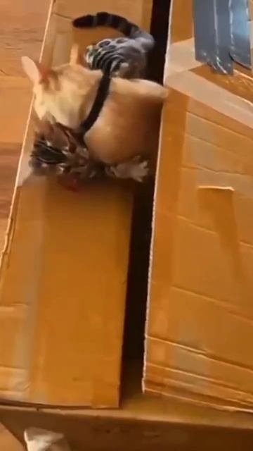 Дерзкое похищение 🐱🤣