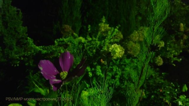 27.09.25 Дача.Вечер суббота.