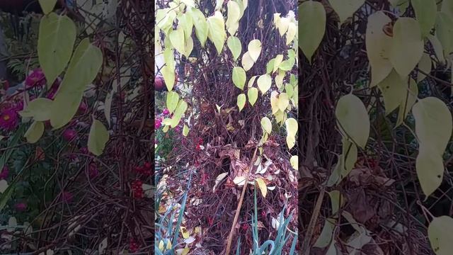 Ягоды дающие силу и здоровье. Лимонник китайский маньчжурский.