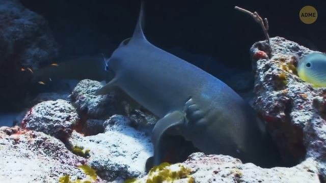 Почему ученые не показали нам новых существ из глубин океана которых они нашли