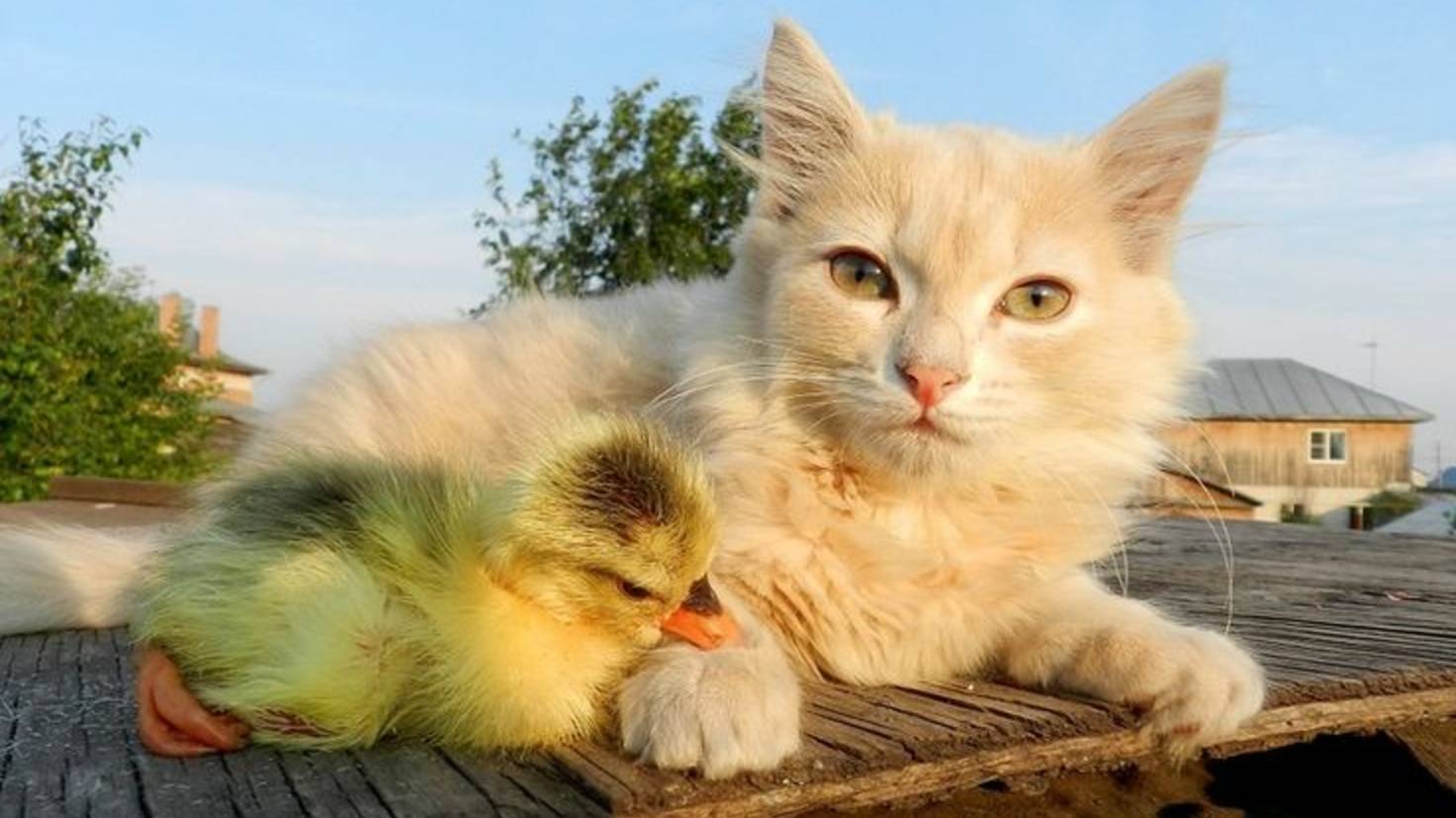 Приключения рыжего кота 7