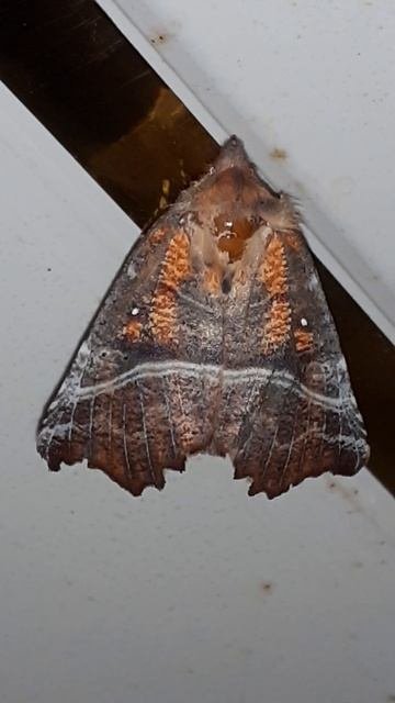 Совка зубчатокрылая (Scoliopteryx Libatrix)
