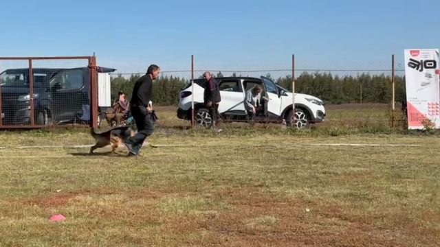 1 Отл. КЧК ЖДАНА из Дружины Пересвета  24. ВОРОНЕЖ 21 сентября25 Моно немецких овчарок