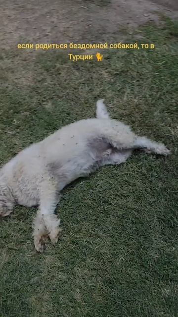 Счастливая собачья жизнь 🐈