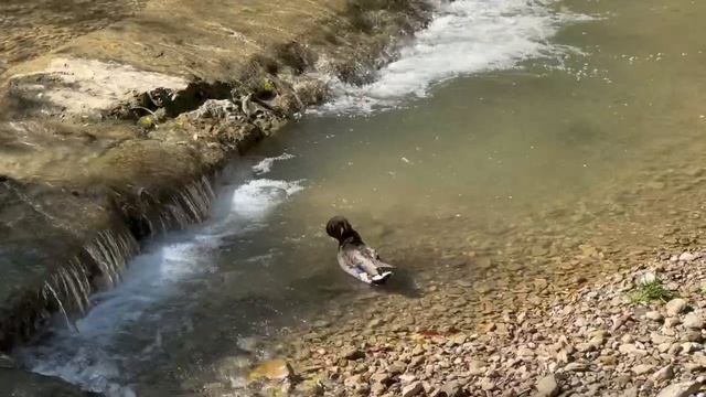 Уточки купаются в водопадике