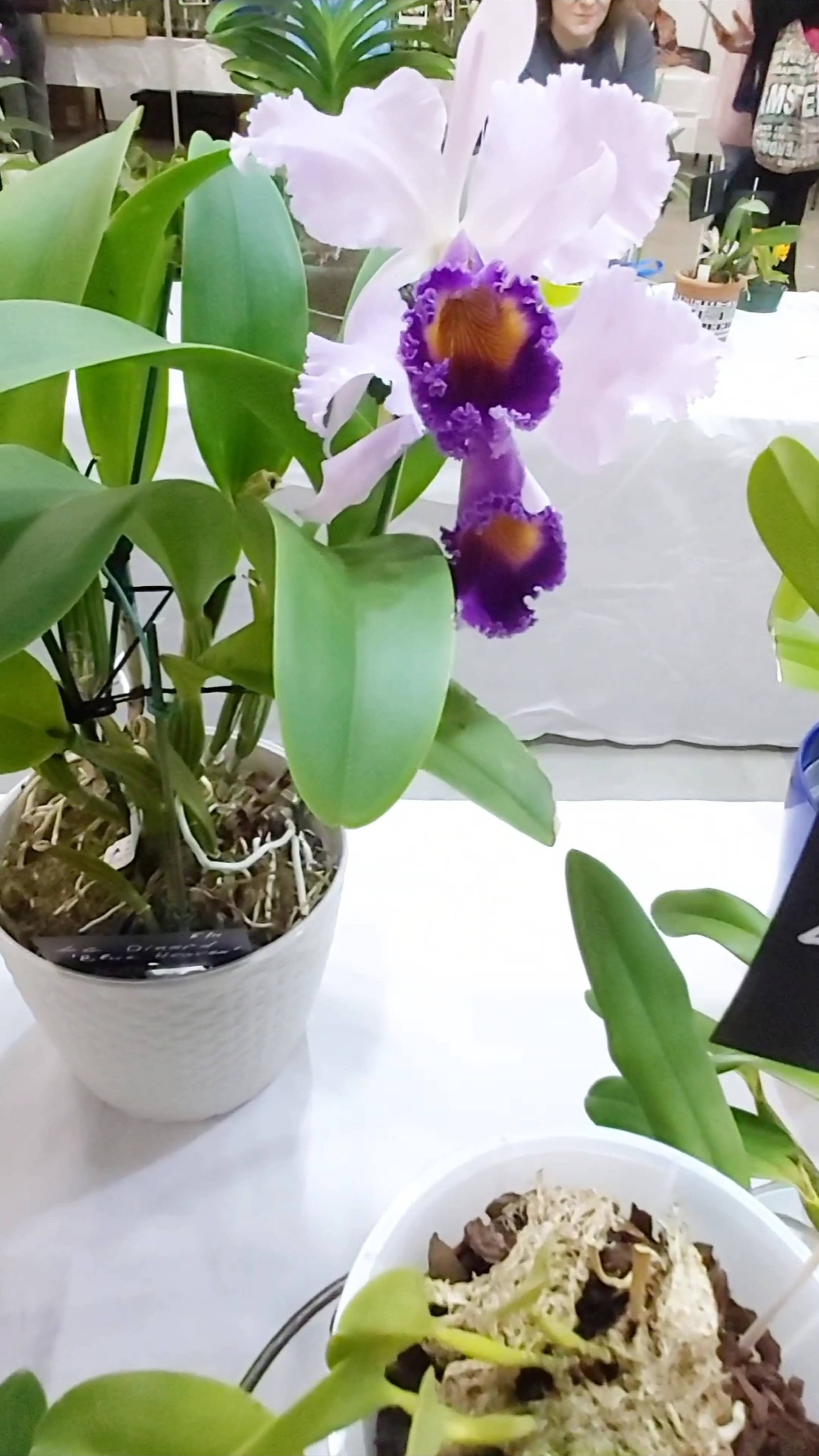 Выставка орхидей Orchid. Санкт-Петербург. Осень 25.