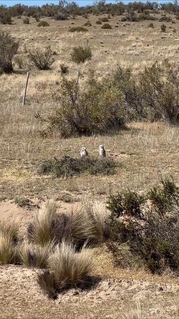 Патагонские совы 

аргентина патагония вальдес сова owl argentina patagonia valdes