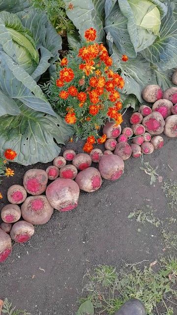 Наш любимый огород в деревне на 27 сентября не знаю куда девать урожай!