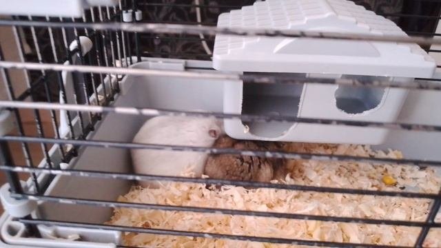 Хомяки🐹