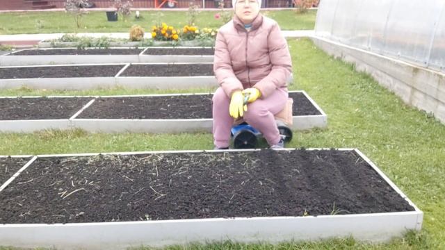 Посадила чеснок. Наконец-то!