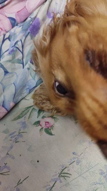 Ричи после спа-процедур))