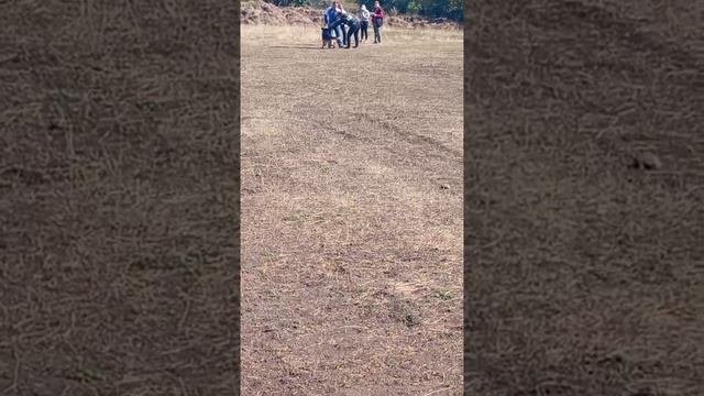 бо KATANA v. Heerbusch неотп. 79. РОСТОВ-НА-ДОНУ 28 сентября25 Моно немецких овчарок
