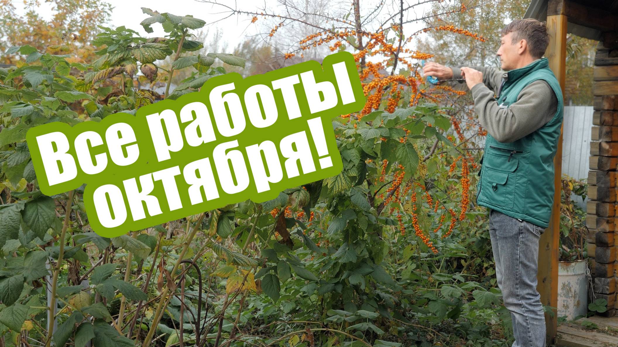 Октябрь в саду и огороде: что нужно сделать на участке?