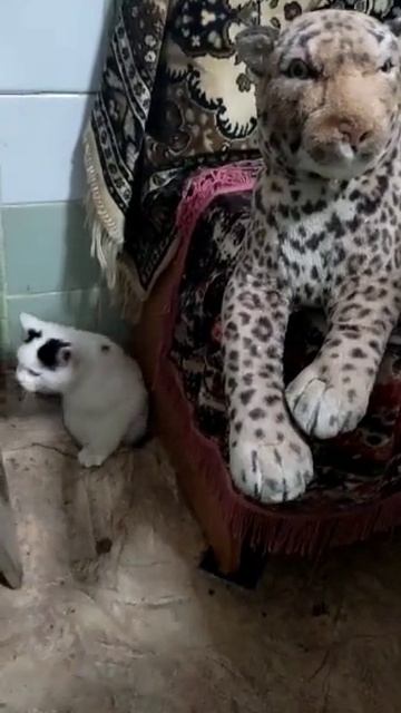 Коты возвращаются домой с охоты