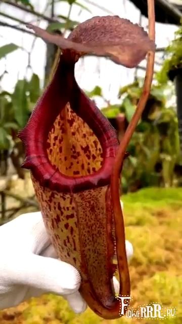 Непентес Rajah X Burbidgeae (BE-3931)