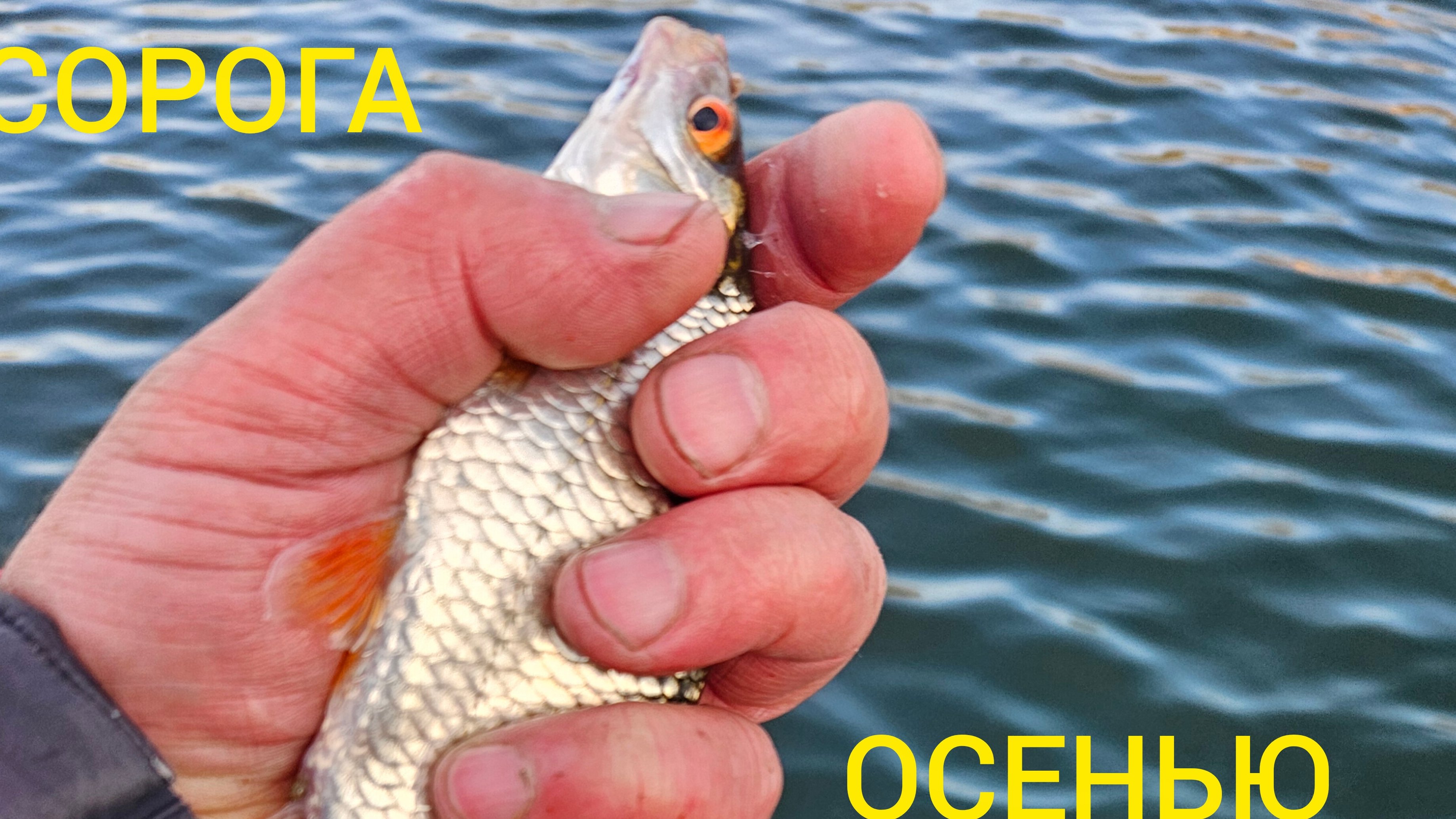 СОРОГА ОСЕНЬЮ.