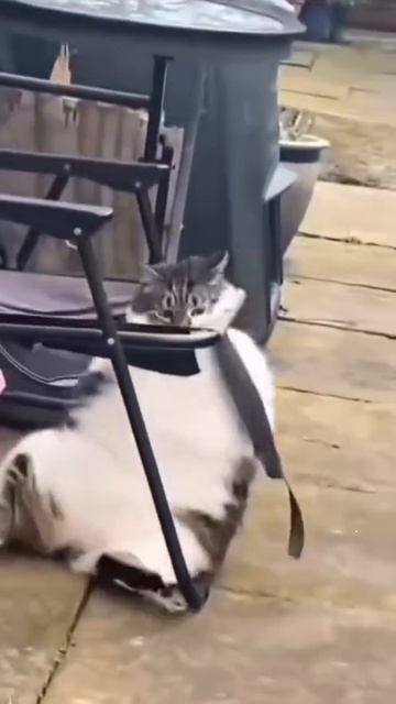 Кажется кто-то много ел😺😯