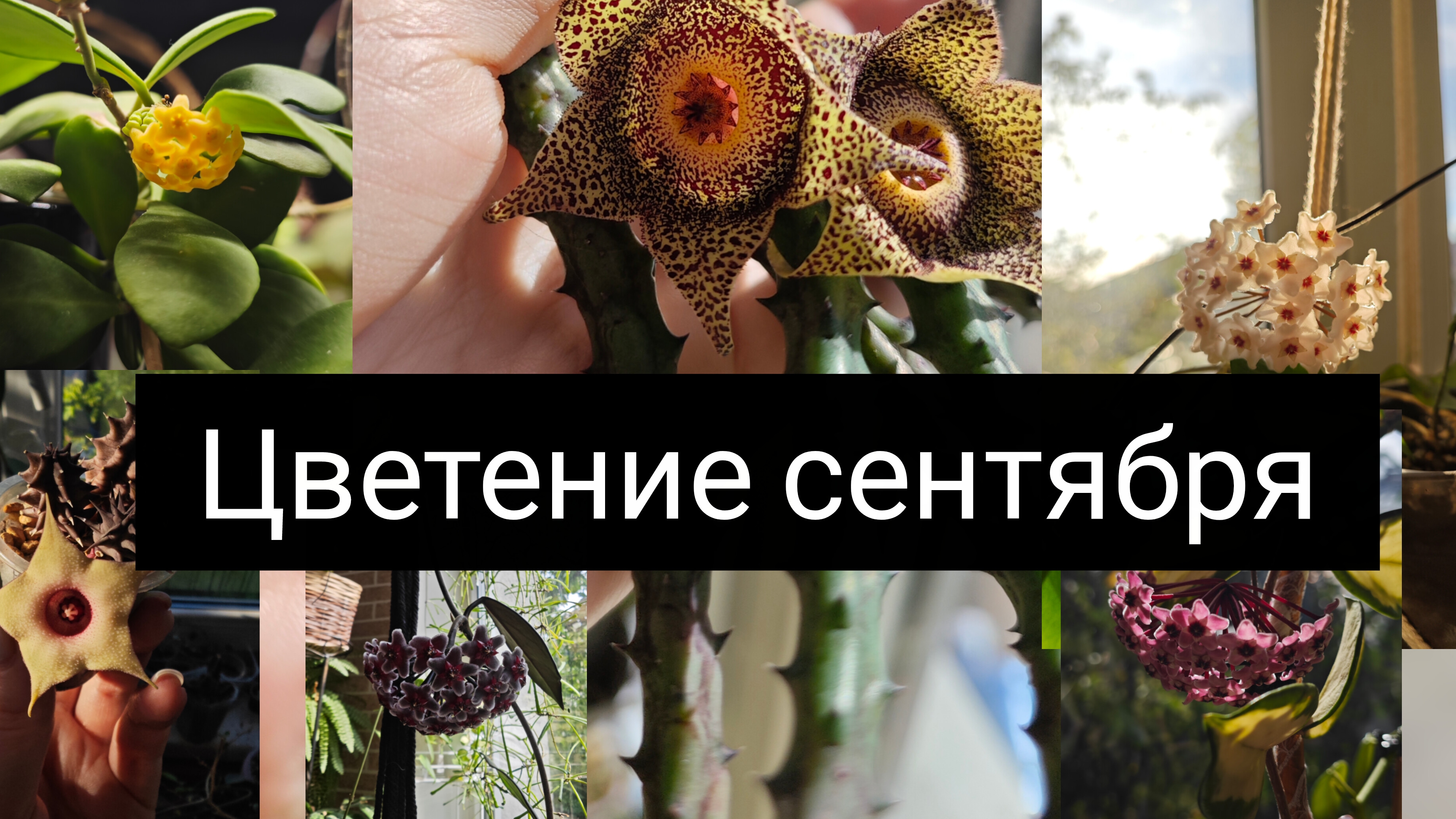 цветение хой в сентябре