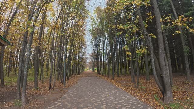 Прогулка по осеннему дендропарку