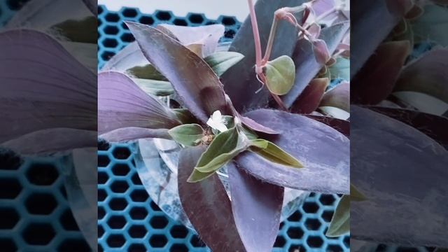 🌸Цветение без правил🔝✅
