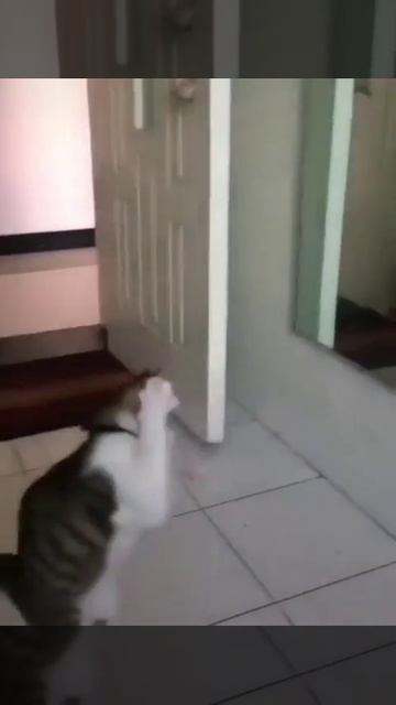 Кот и зеркало.mp4