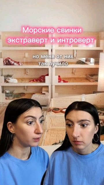 Юмор про морских свинок и не только!