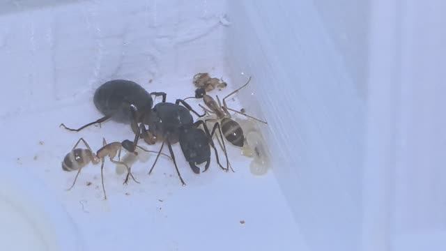 Знакомство с Camponotus Fellah: матка и первые рабочие муравьи