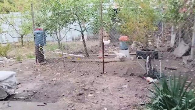 Собираем грецкие орехи