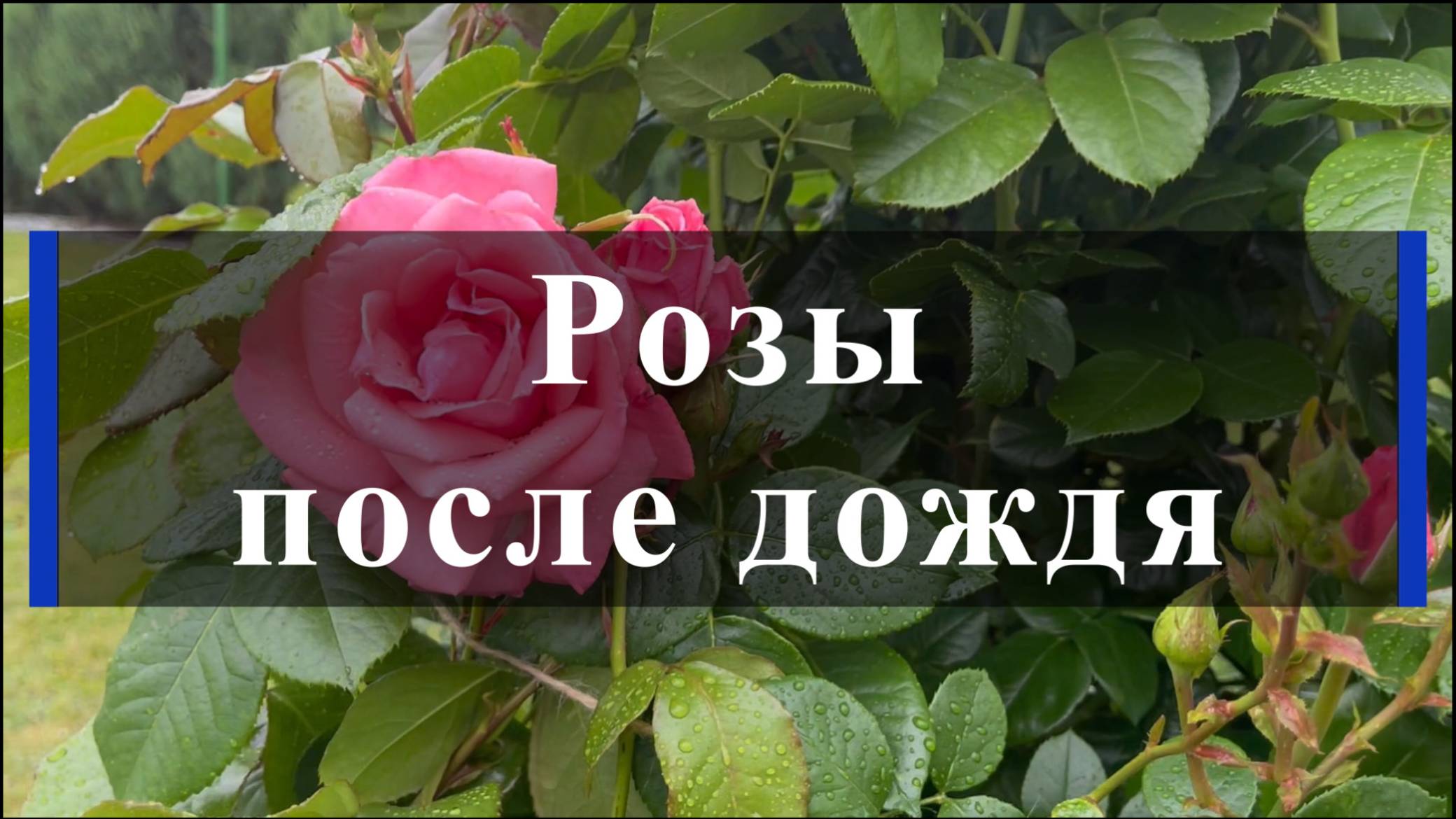 Розы после дождя