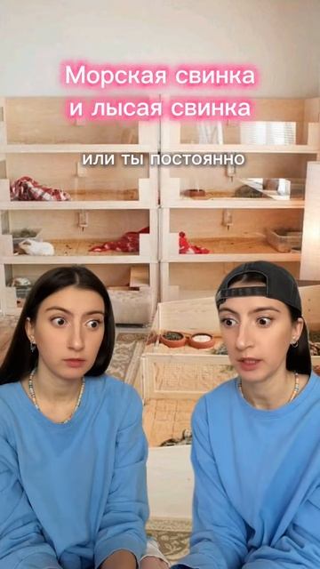 Юмор про морских свинок и не только!