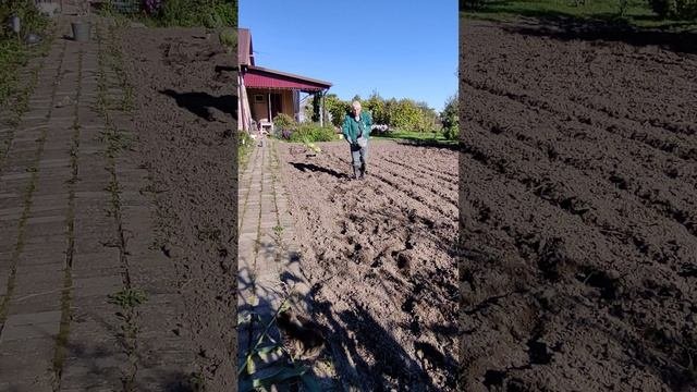 СИДЕРАТЫ пришла пора садить...