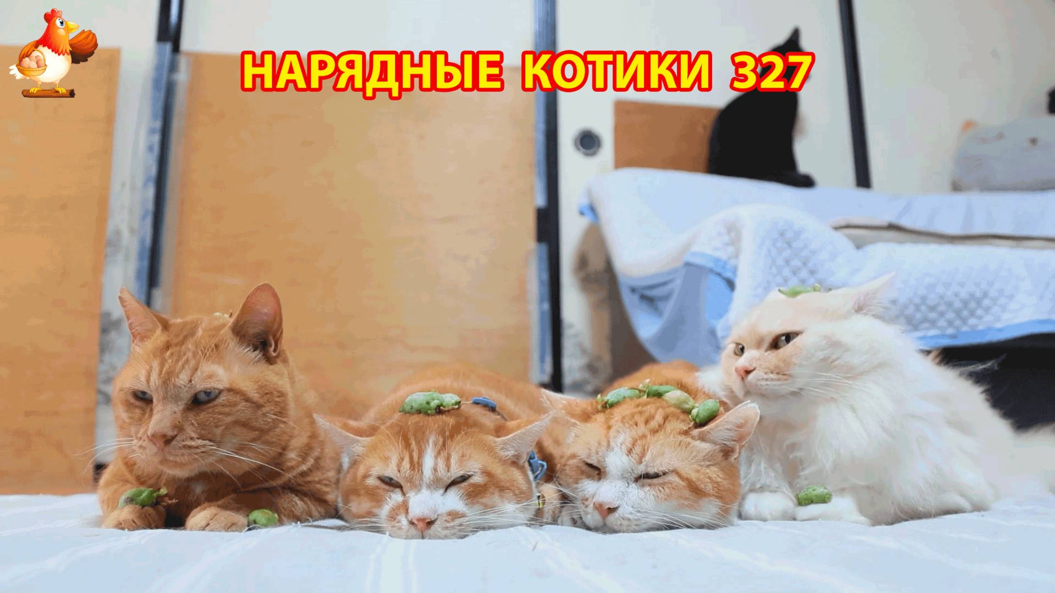 Нарядные Котики расслабляются на солнышке   327
